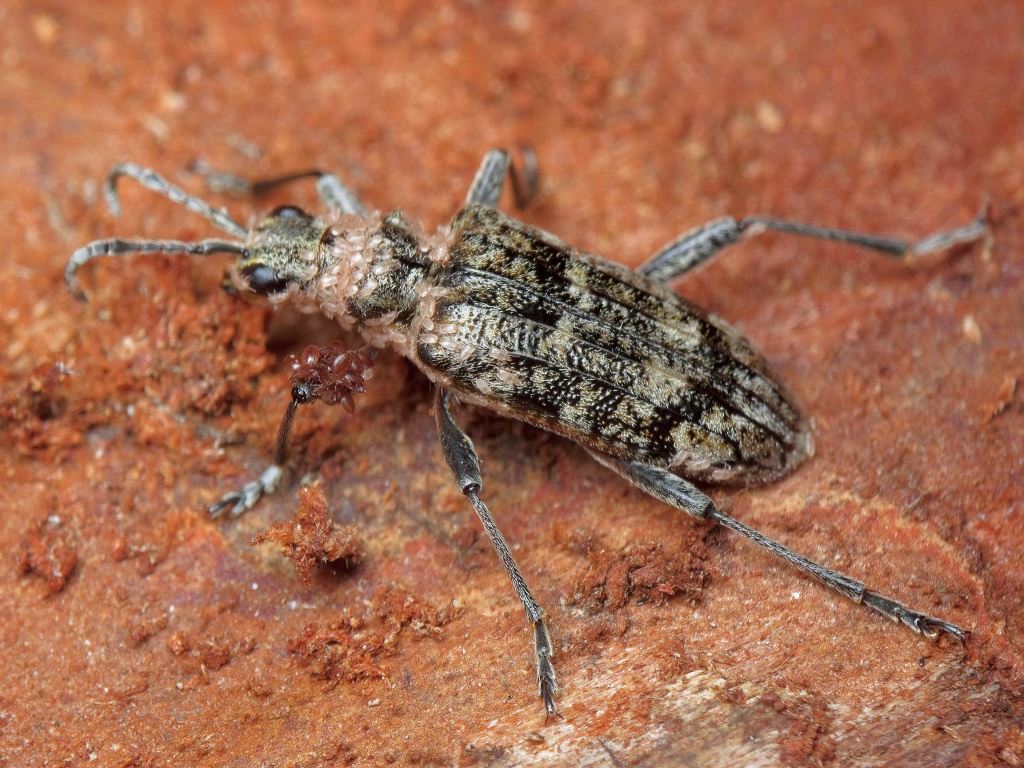 Rhagium inquisitor Linnaeus, 1758